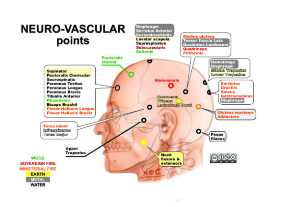 TFH - Neuro-Vascular points