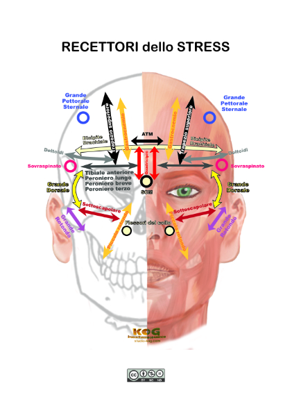 Kinesiologia Applicata - Stress Receptors frontali