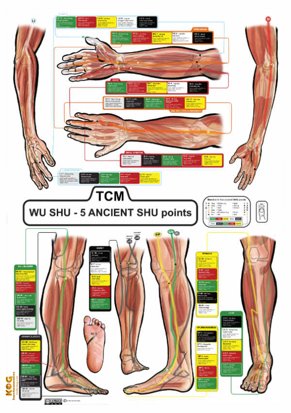 TCM - Wu Shu points on muscle/tendon system