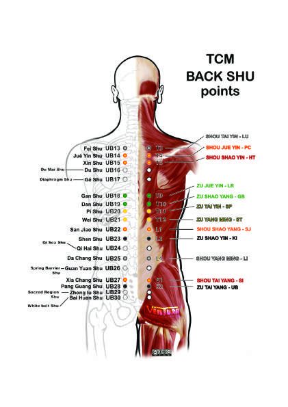 TCM - Back Shu points on Urinary Bladder meridian