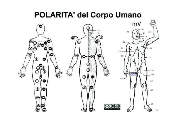 Polarità de corpo umano, come evidenziate dagli studi di Roberto Zamperini