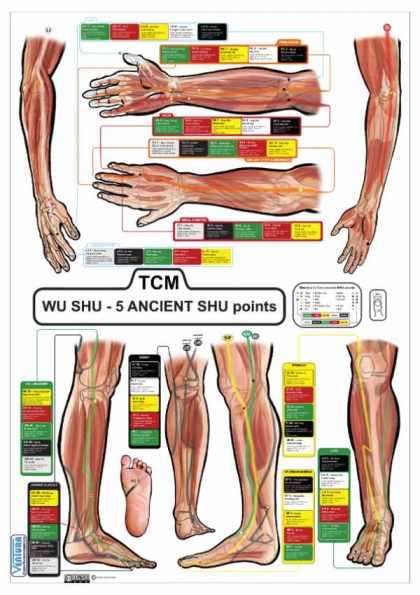 TCM - 5 Ancient Shu points chart with muscles and tendons